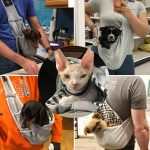 Reversible adjust Pet Sling Carrier Hands free Pet Dog Cat Carrier Bag Soft Comfortable - Image 6